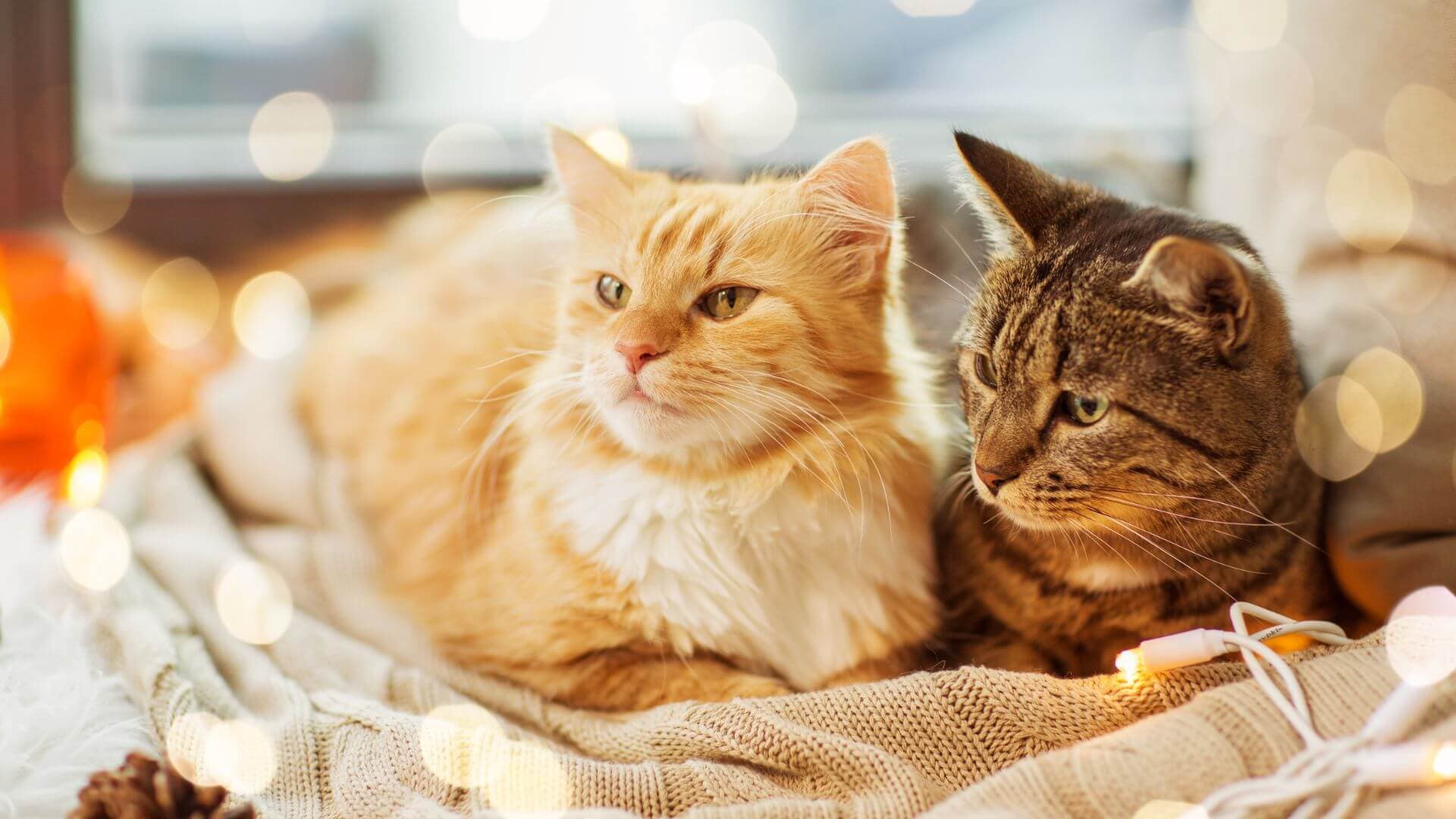 Beautiful cats together