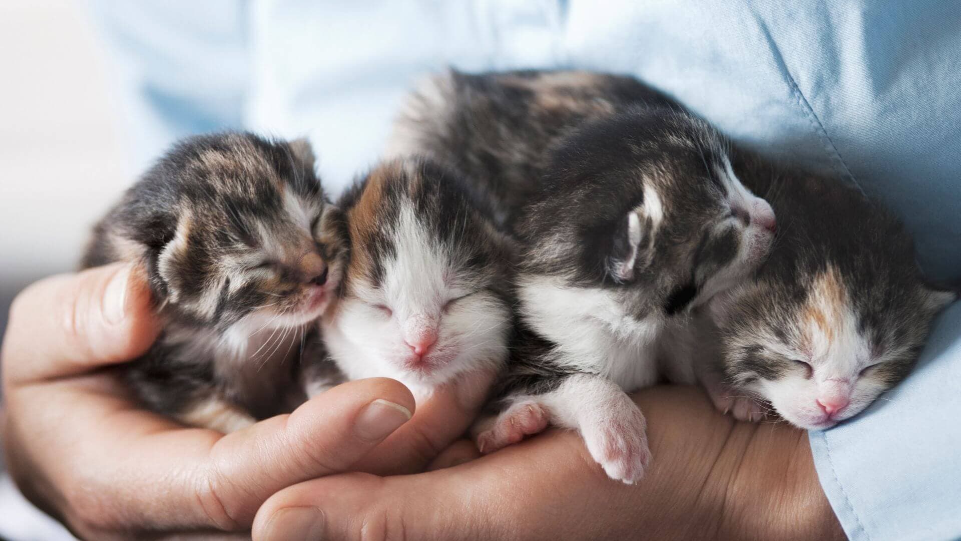 Adorable kittens looking for homes