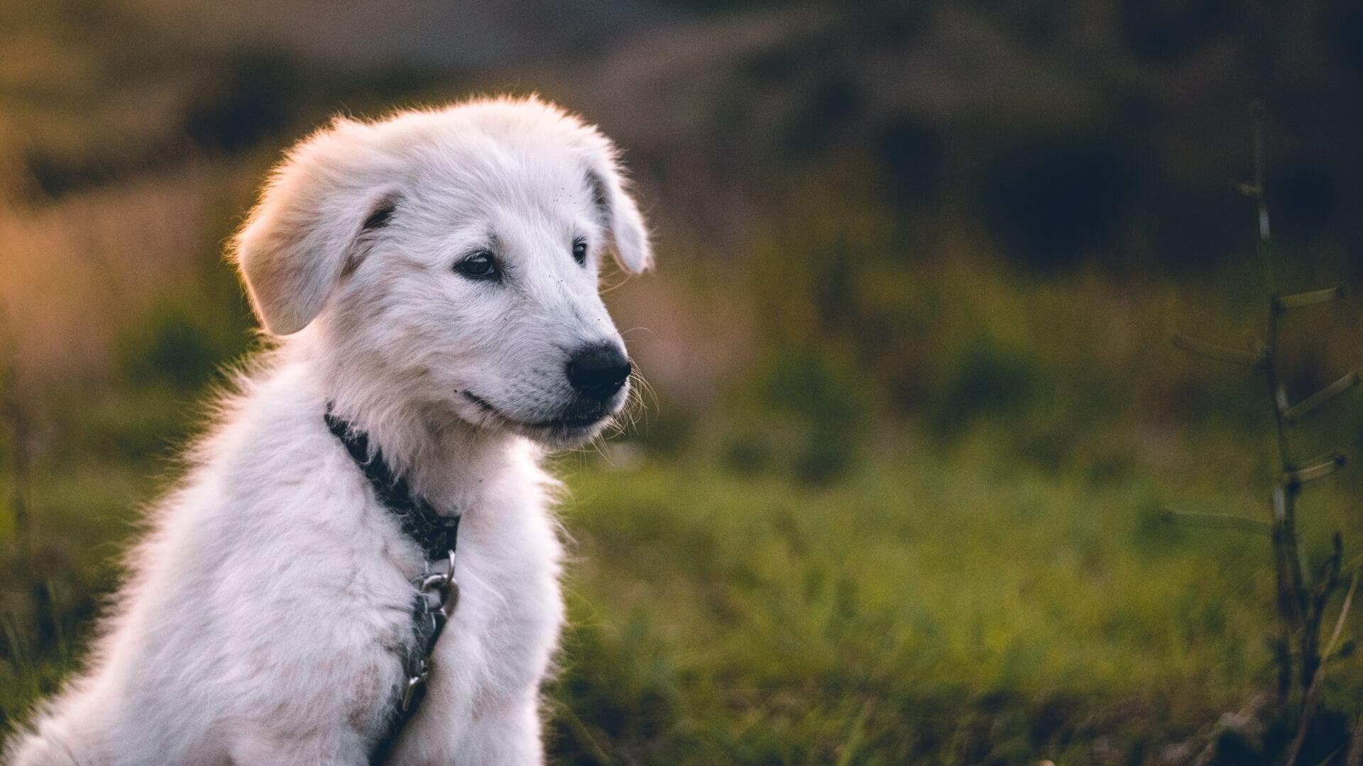 Happy adopted dog with family