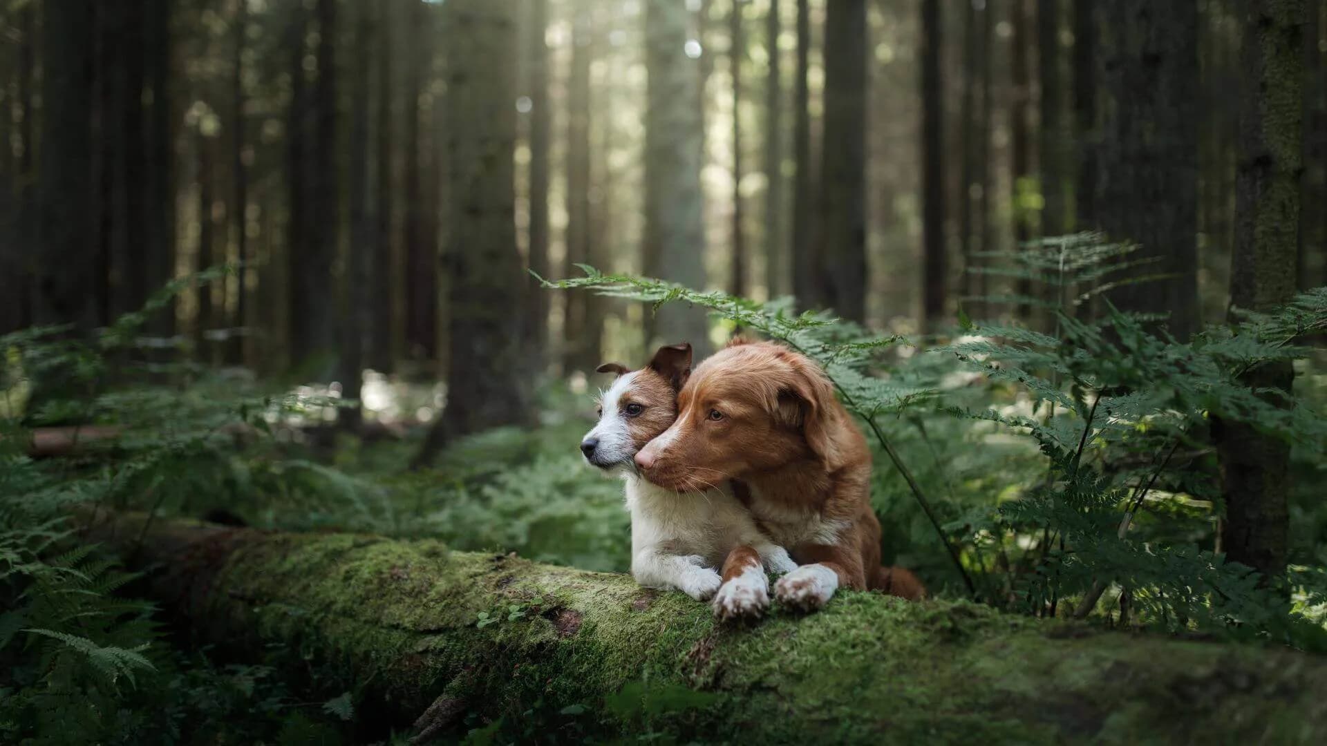 Happy dogs and cats - Petmeetly