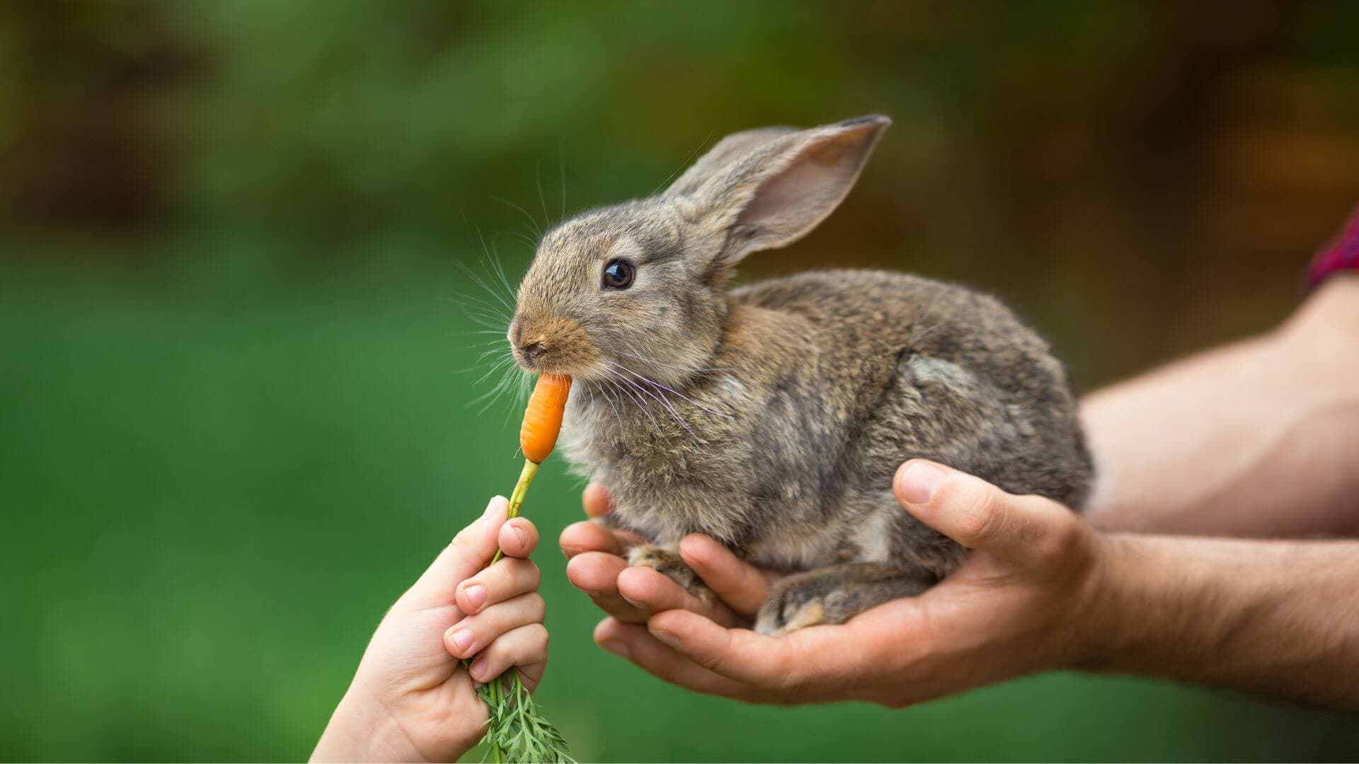 Happy adopted rabbit with family