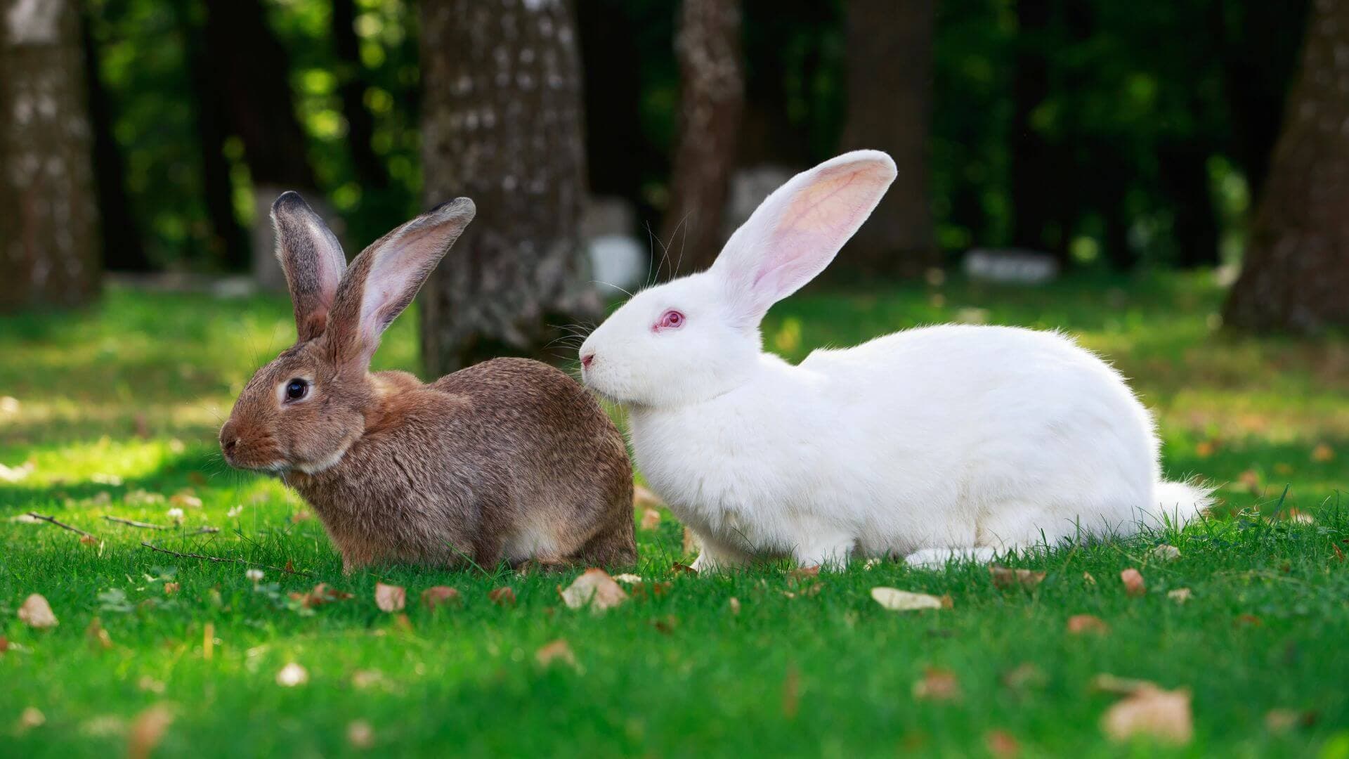 Healthy rabbits in breeding environment