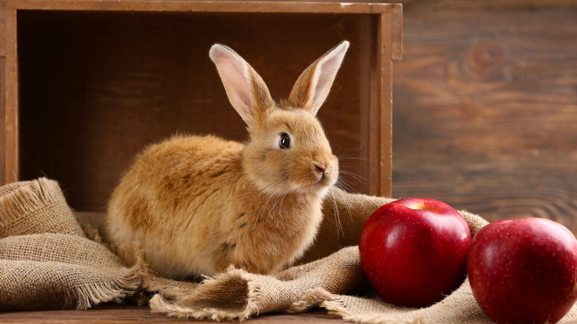 Adorable rabbits looking for homes