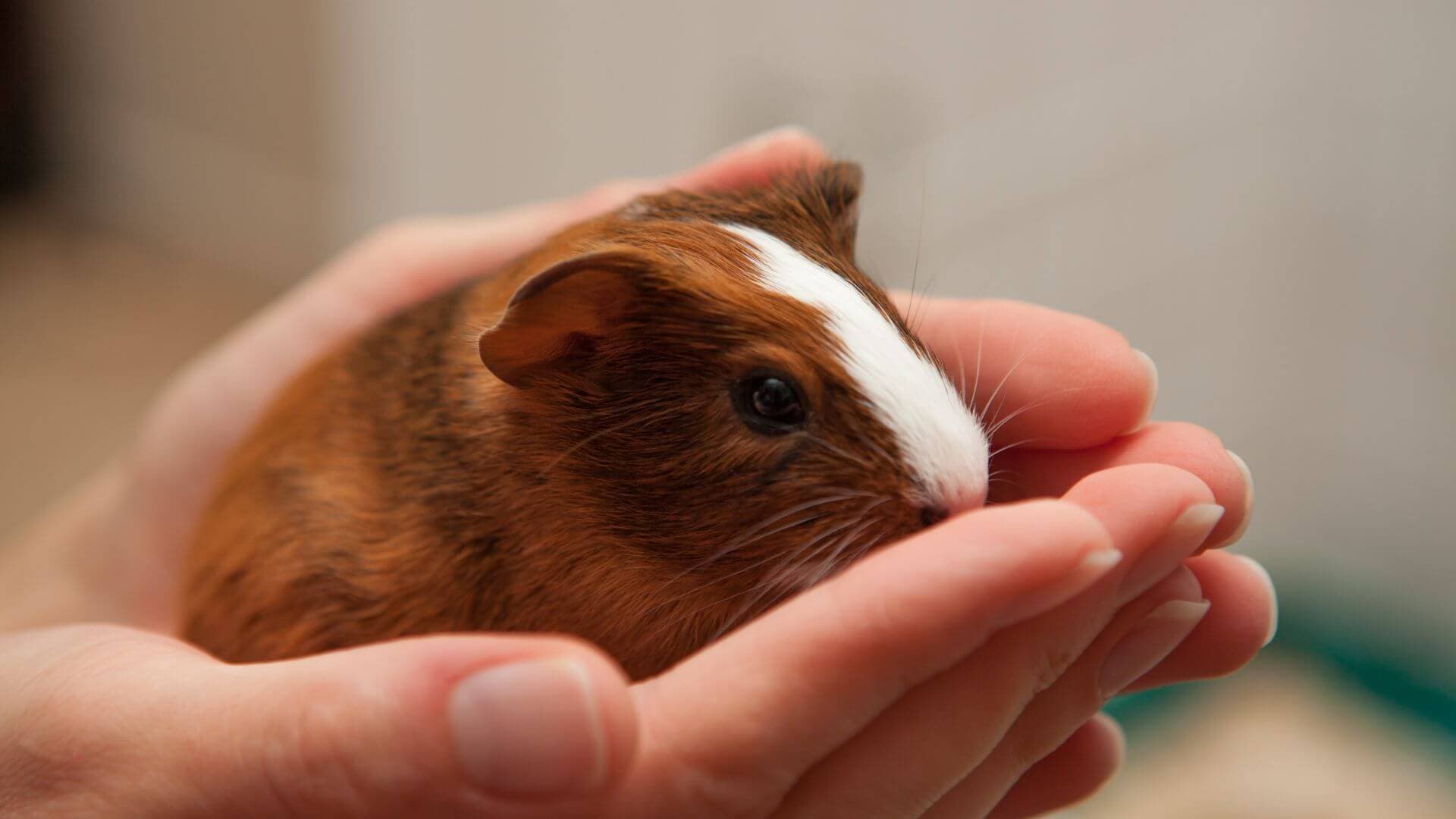 Adorable small pets looking for homes