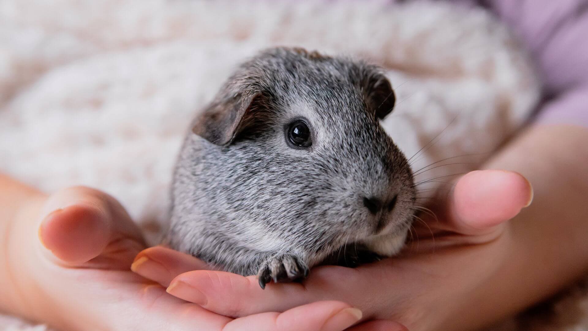 Cute small pets for sale