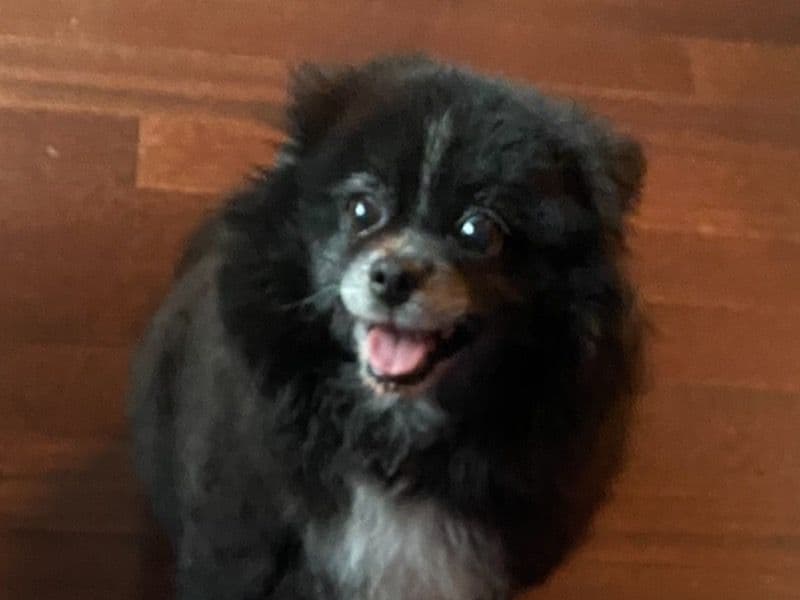 Daisy primary photo