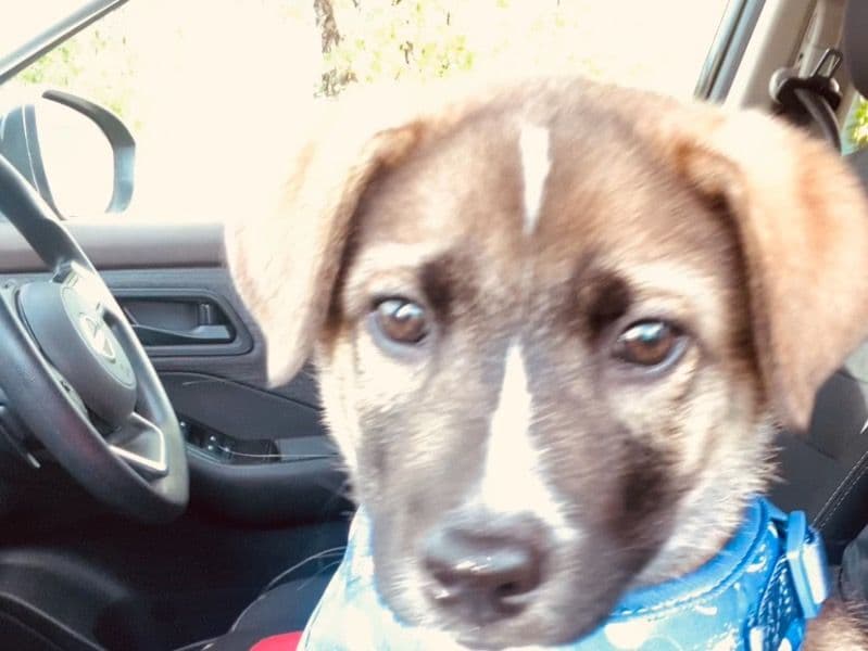 Bruno primary photo