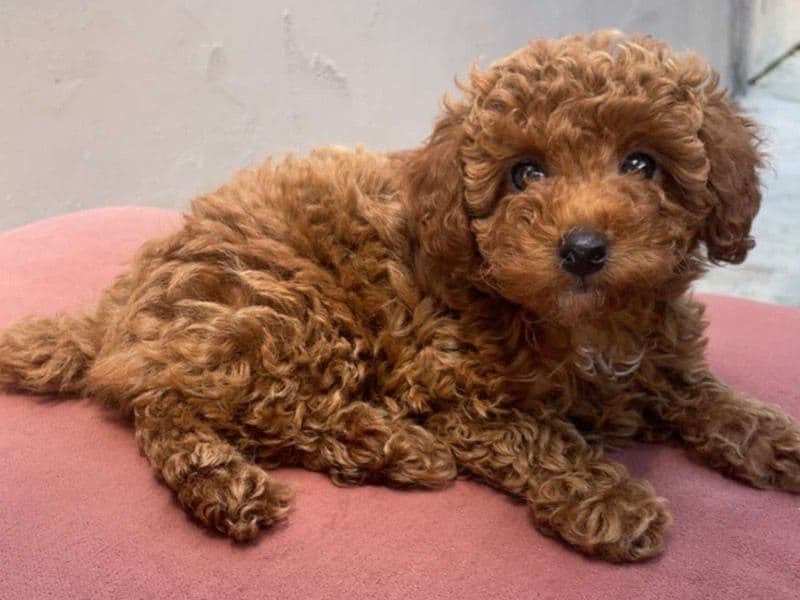 Daisy primary photo