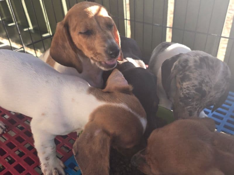 Dachshund Puppy primary photo