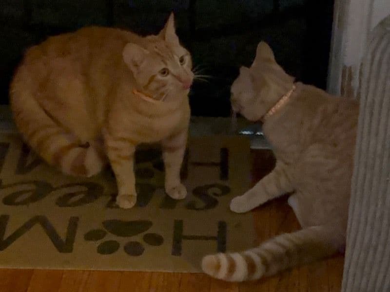 Garfield And Tiger primary photo