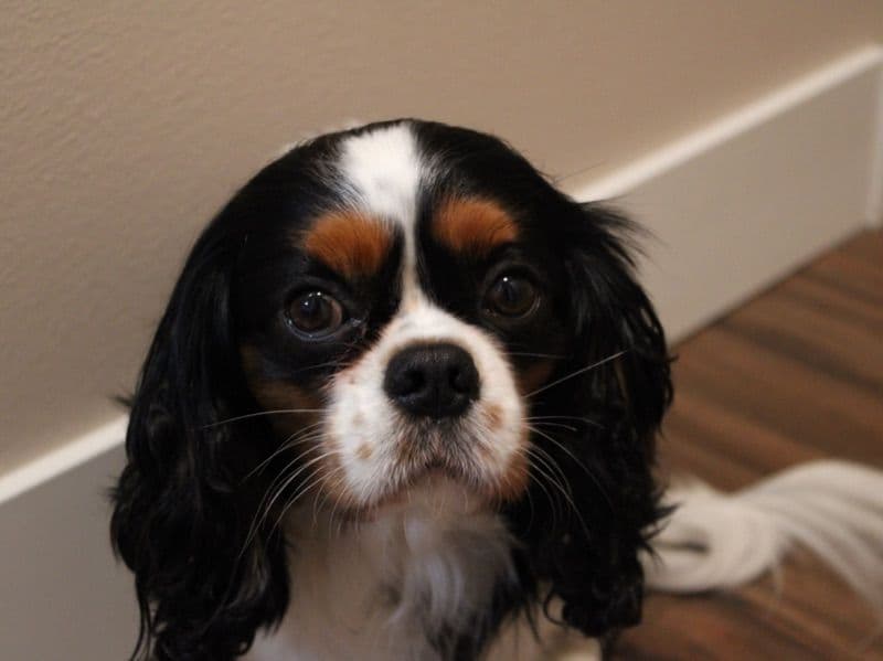 Freddie primary photo