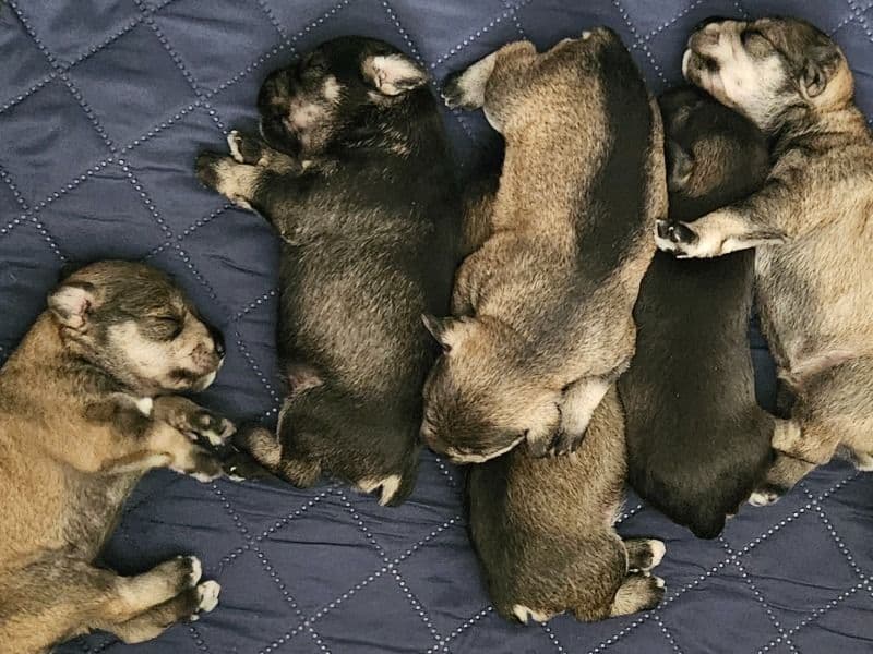 Mini Schnauzer Pups primary photo