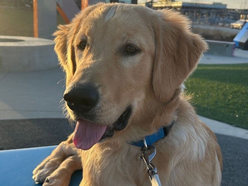 Milo primary photo