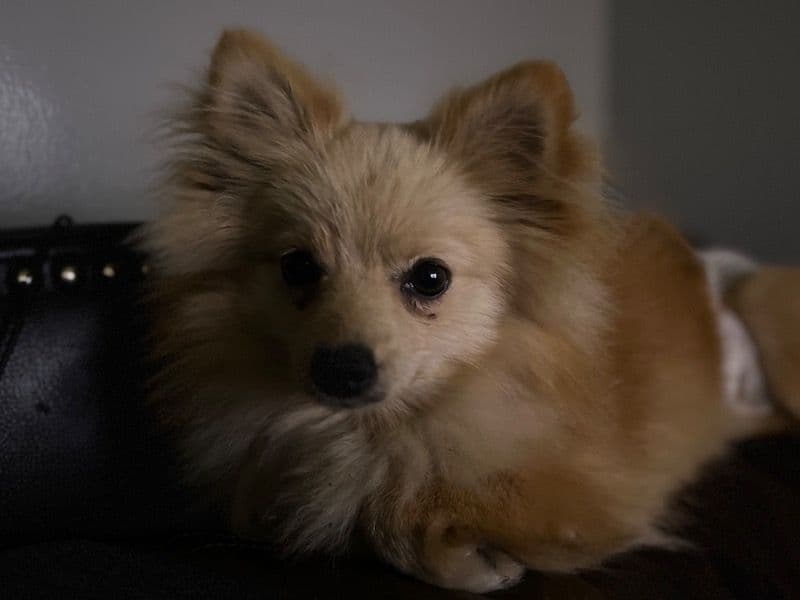 Honey primary photo