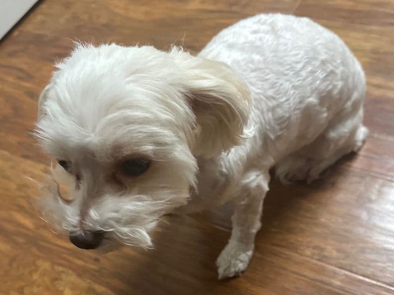 Bella primary photo