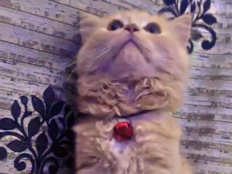 Persian Cat primary photo