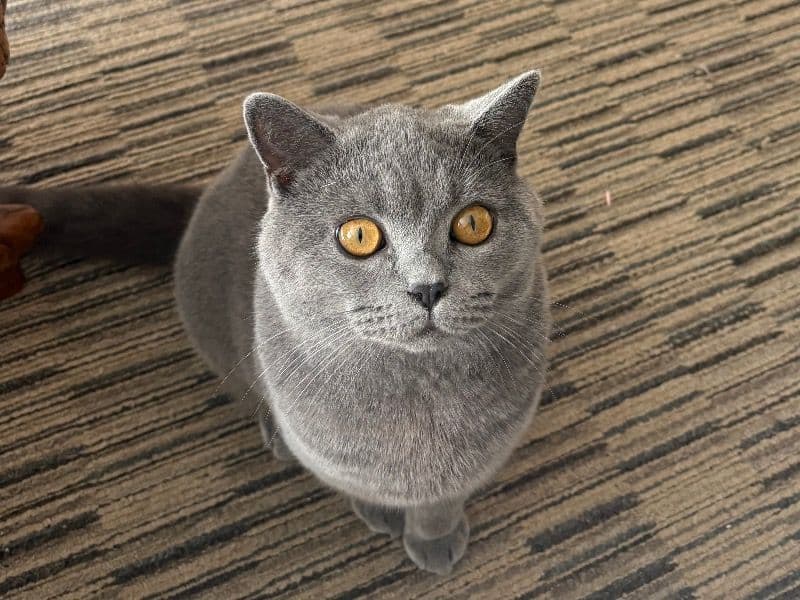 Frankie primary photo