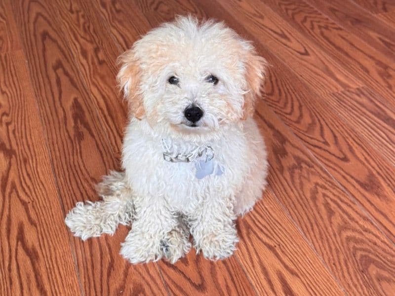 Fluffy primary photo