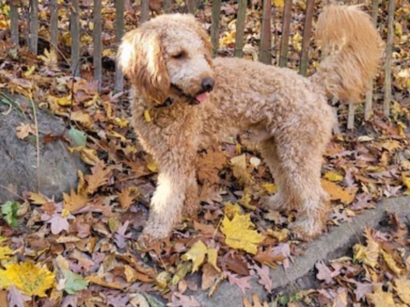 Milo primary photo