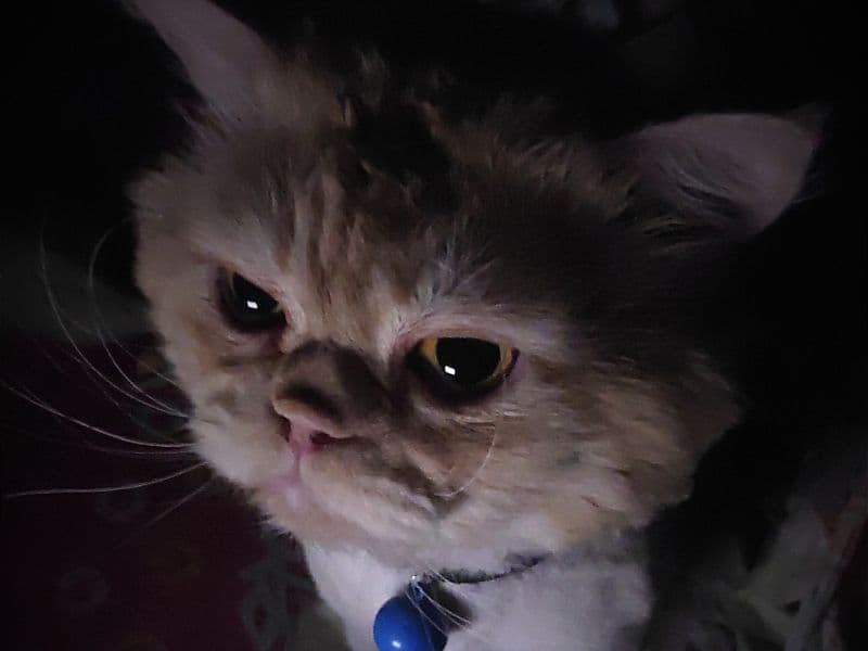 Coco primary photo