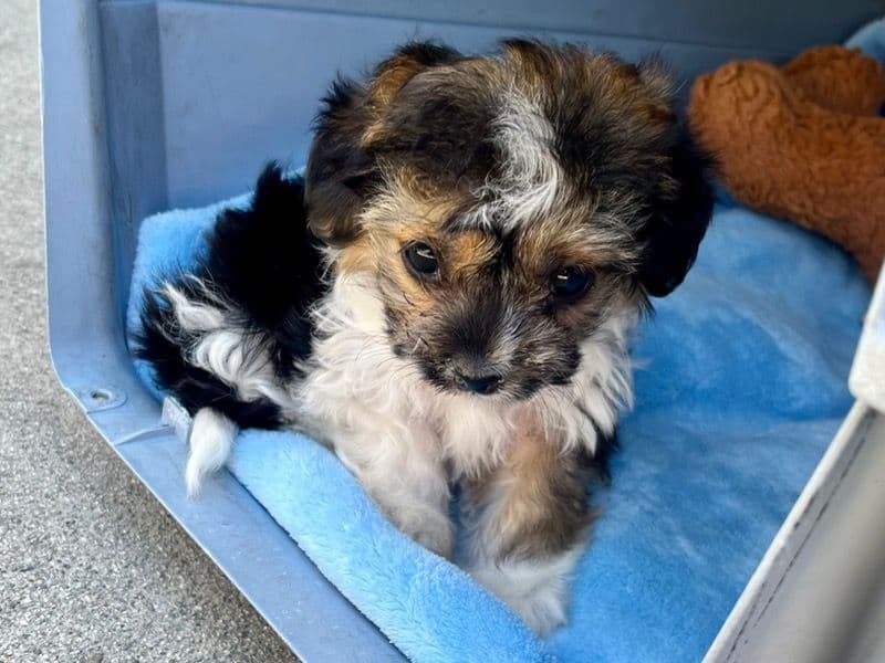 Mika primary photo