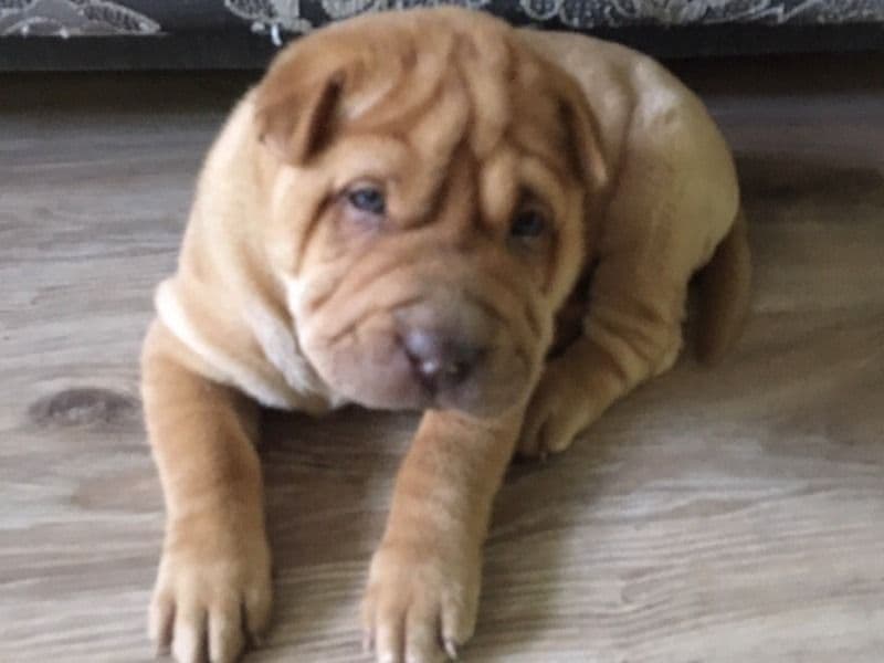 Zeus primary photo