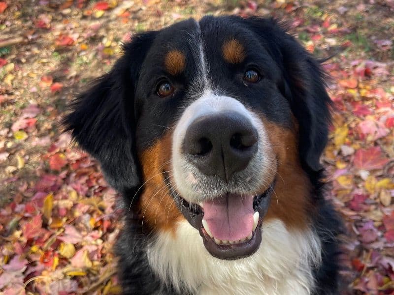 Hank primary photo