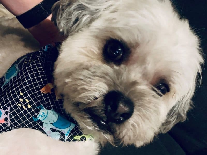 Teddy primary photo