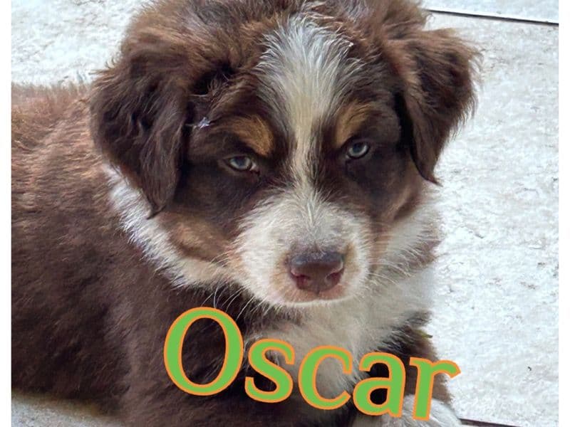 Oscar primary photo