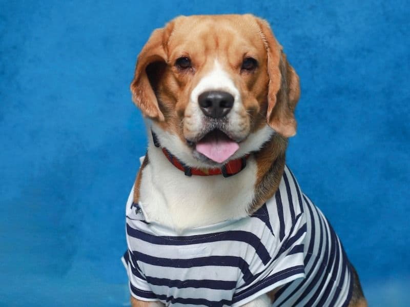 Brownie primary photo