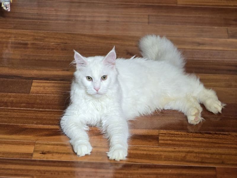 Little Lion primary photo
