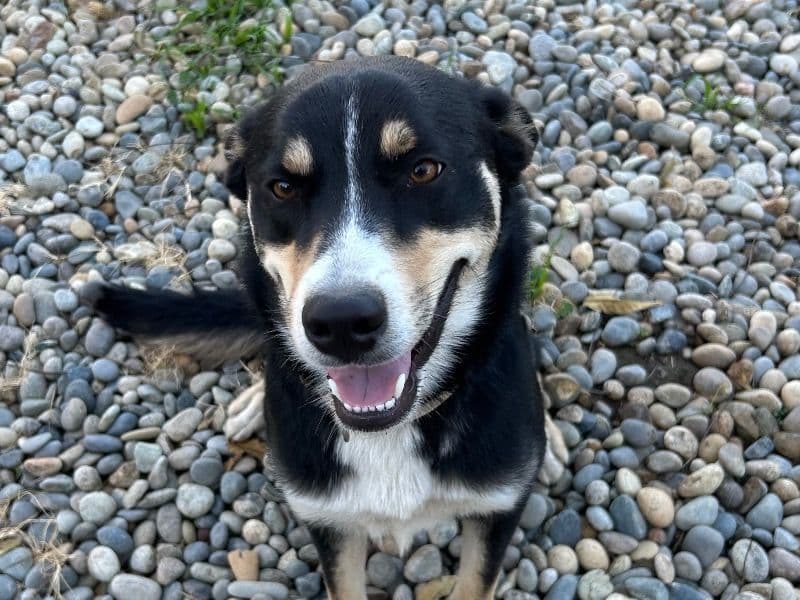 Suki primary photo