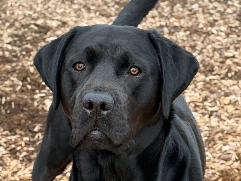 Ares primary photo