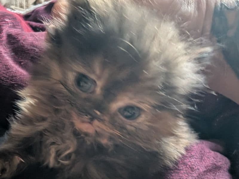 Kitten 4 primary photo