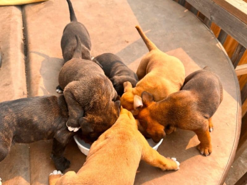 Corso X Staffy Puppies M&f primary photo