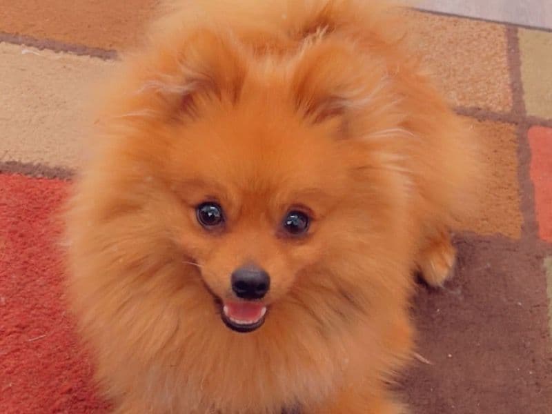 Bruno primary photo
