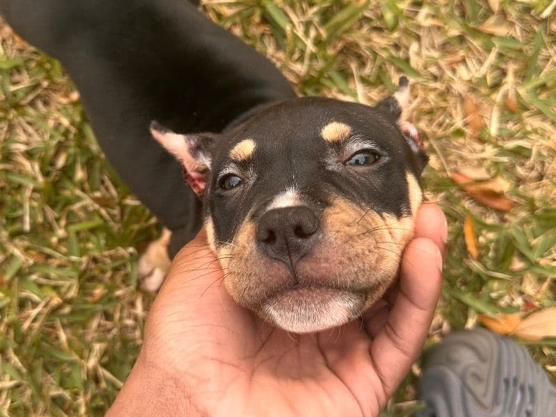 Nyla primary photo
