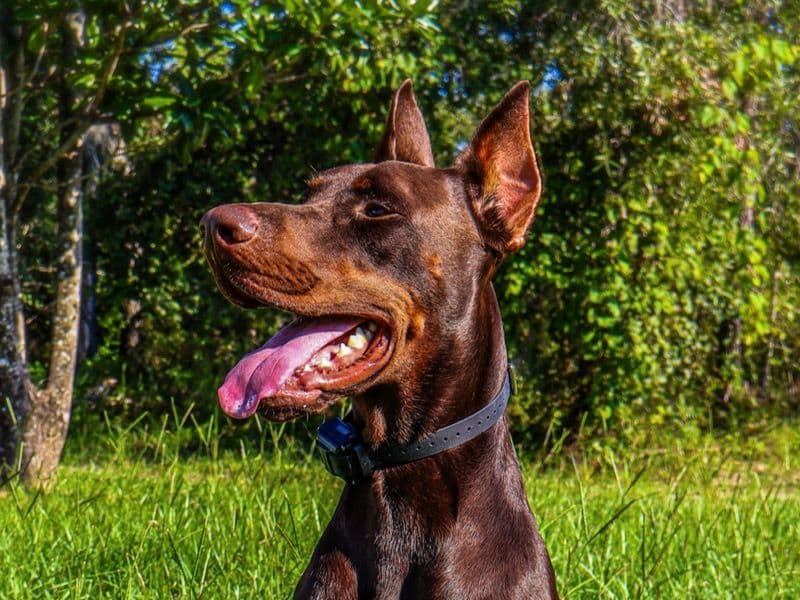 Axel primary photo