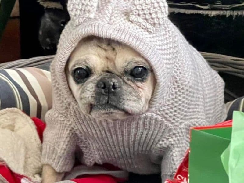 Pug primary photo