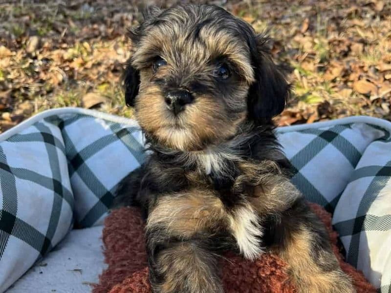 Havapoo Puppies primary photo