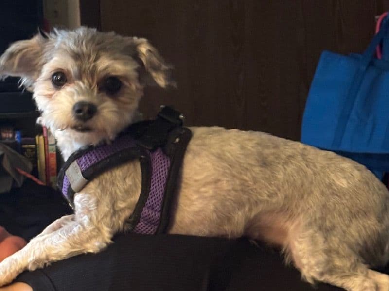 Minnie primary photo