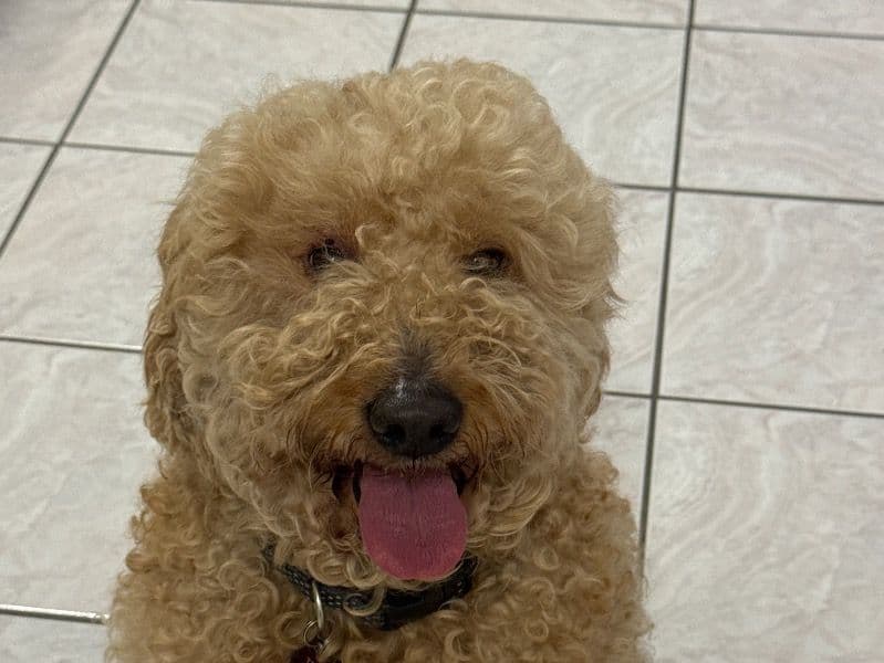 Teddy primary photo