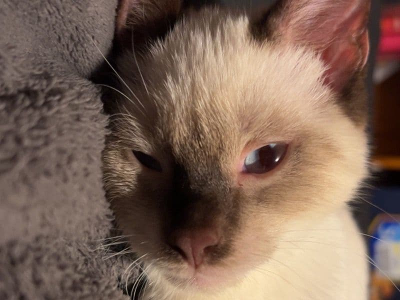 Gizmo primary photo
