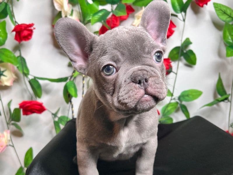 Miniature Frenchie primary photo