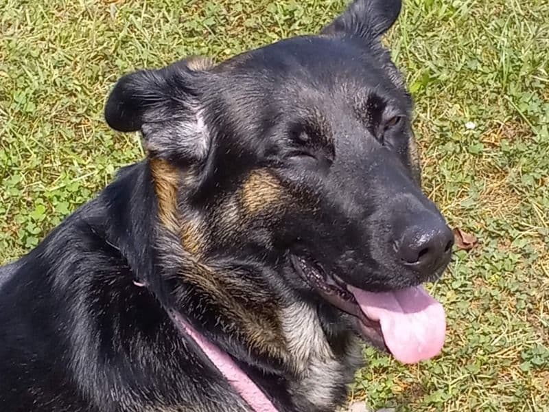 Stella primary photo