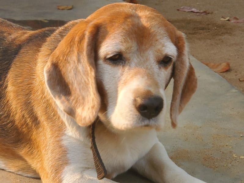 Beagle primary photo