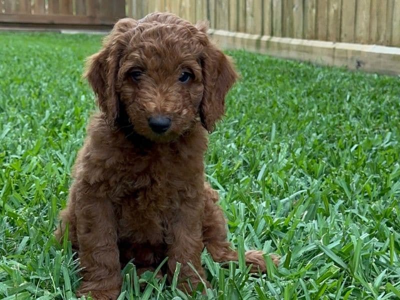 Milo primary photo