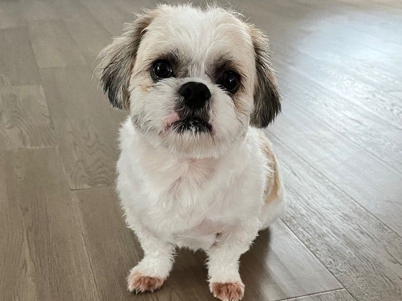 Leo primary photo