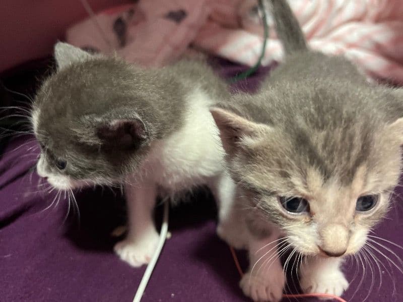 2 Half Sphynx Kittens primary photo