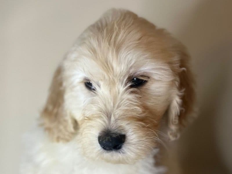 Goldendoodle-pink Female primary photo